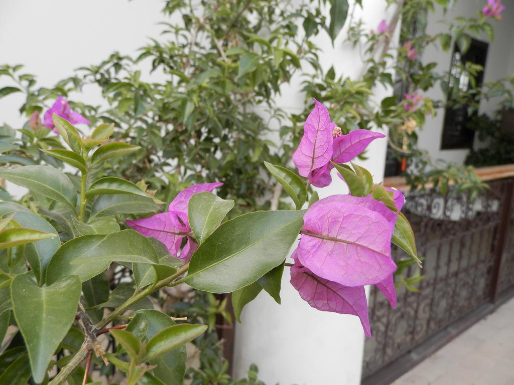 Riad Ailen Marrakesh Esterno foto